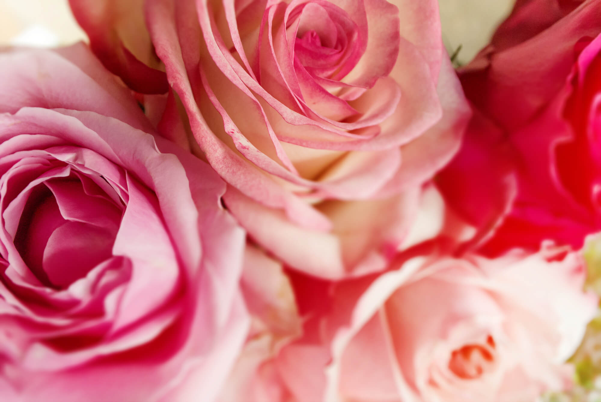 Floristik_Banner